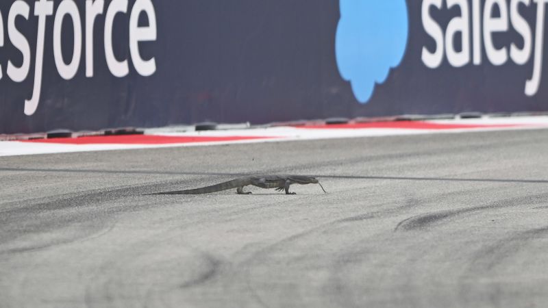 ‘It looks like a dragon!’ F1 practice in Singapore halted after lizard runs onto track