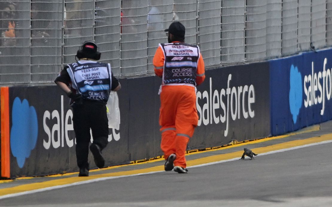 Marshals chase a lizard from the track during practice ahead of the Singapore GP.