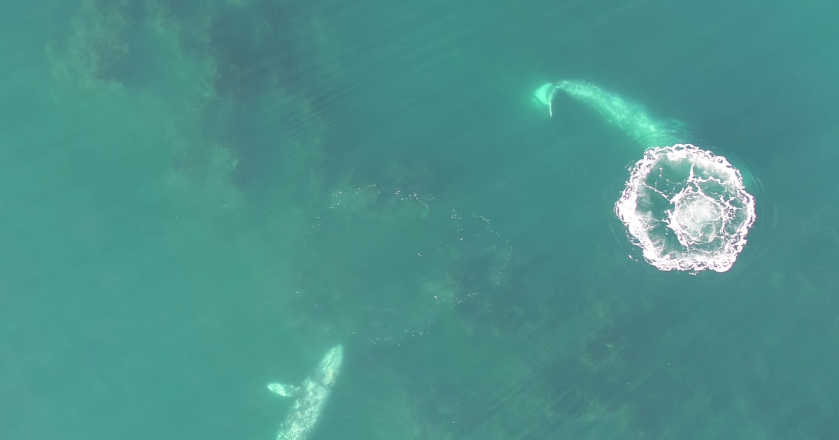 Drone video of gray whales offers new insight into how they eat