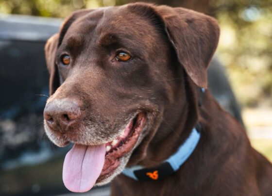 I’ve seen the new AI collar that lets your dog talk, and it’s as wild as it sounds