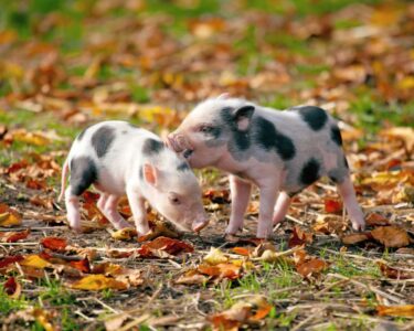 Pigs can't fly but they might be able to talk thanks to AI translators