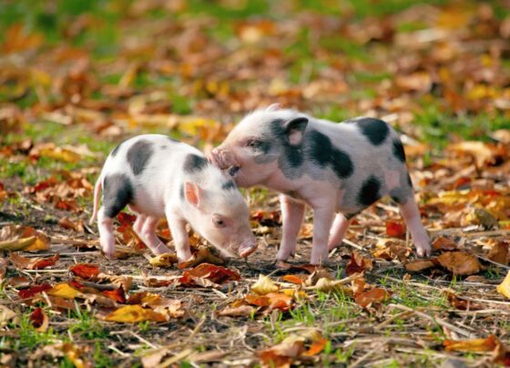 Pigs can't fly but they might be able to talk thanks to AI translators