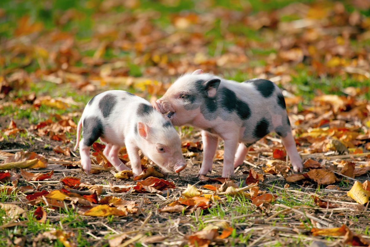 Pigs can’t fly but they might be able to talk thanks to AI translators