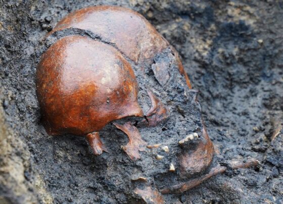 Fifty well-preserved Viking-era skeletons are discovered in Denmark