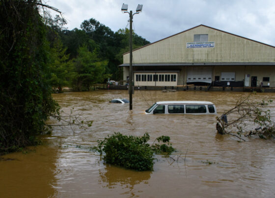 Yellow jackets swarm after North Carolina floods, prompting need for Benadryl and EpiPens