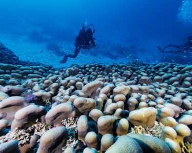 Massive coral reef discovered in the Solomon Islands