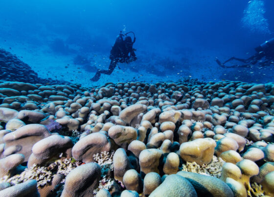 Massive coral reef discovered in the Solomon Islands