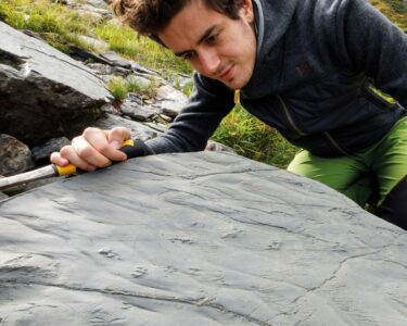 Researchers move a boulder containing fossilized footprints in the Italian Alps.