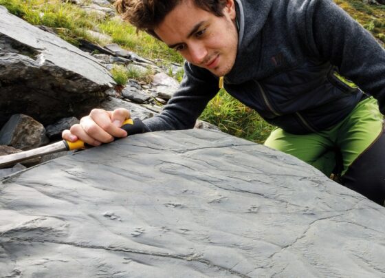 Researchers move a boulder containing fossilized footprints in the Italian Alps.