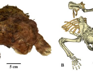 A. shows the frozen mummy and B. shows Panthera leo (Linnaeus, 1758), a modern lion cub's remains.