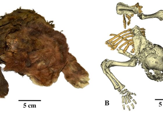 A. shows the frozen mummy and B. shows Panthera leo (Linnaeus, 1758), a modern lion cub's remains.