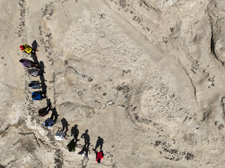 An aerial photo of the excavated trackway surface, with members of the research team along
its perimeter. The annotated arrows denote approximate locations of the footprints and are oriented perpendicular to the direction of travel - there is one very long trackway (with 12 footprints), and then three isolated footprints, oriented in an almost perpendicular direction to the main trackway.