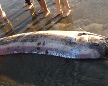 A mythical harbinger of doom washes up on a California beach