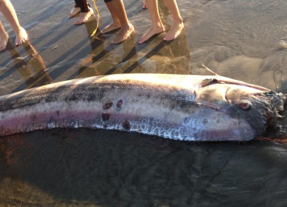 A mythical harbinger of doom washes up on a California beach