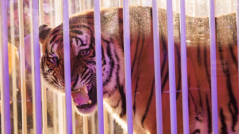 LSU criticized after bringing caged live tiger into stadium before defeat to Alabama | CNN