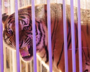 The live tiger was rolled into Tiger Stadium in a cage.