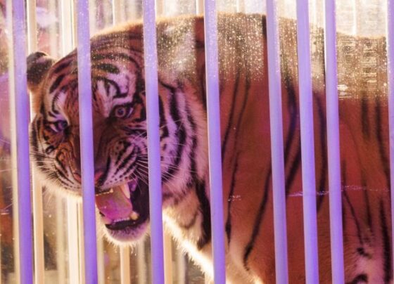 The live tiger was rolled into Tiger Stadium in a cage.