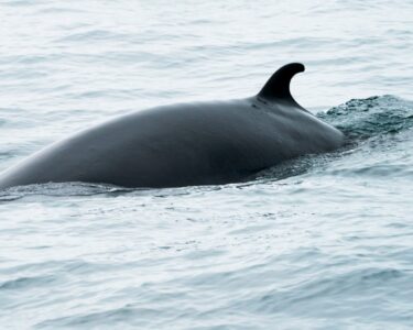 Researchers capture baleen whales for the first time to study their hearing