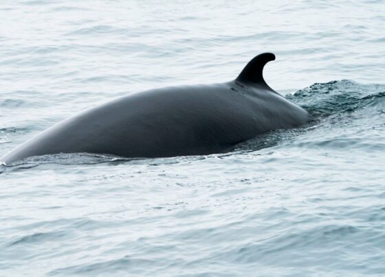 Researchers capture baleen whales for the first time to study their hearing