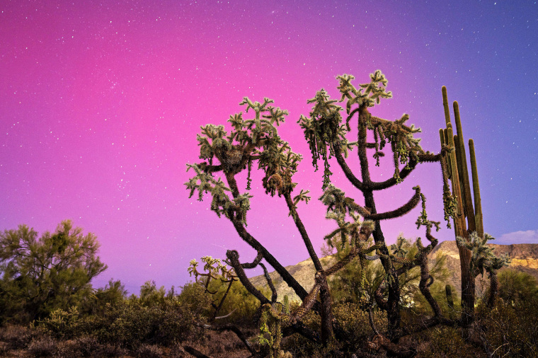 A cactus in an Aurora borealis.