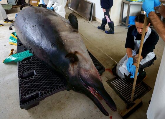 A handout photo taken on July 5, 2024 and received on July 16 from the New Zealand Department of Conservation shows rangers Jim Fyfe (L) and Tumai Cassidy walking beside what appears to be the carcass of a rare spade-toothed whale after it was discovered washed ashore on a beach near Taieri Mouth in New Zealand's southern Otago province.