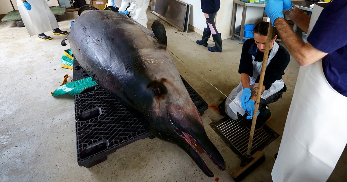 Scientists gather to decode puzzle of the world’s rarest whale