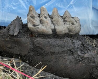 A homeowner near Scotchtown, NY, uncovered a complete mastodon jaw in their backyard.