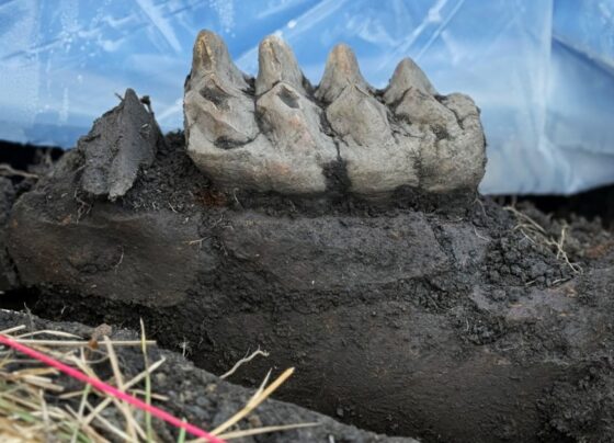 A homeowner near Scotchtown, NY, uncovered a complete mastodon jaw in their backyard.