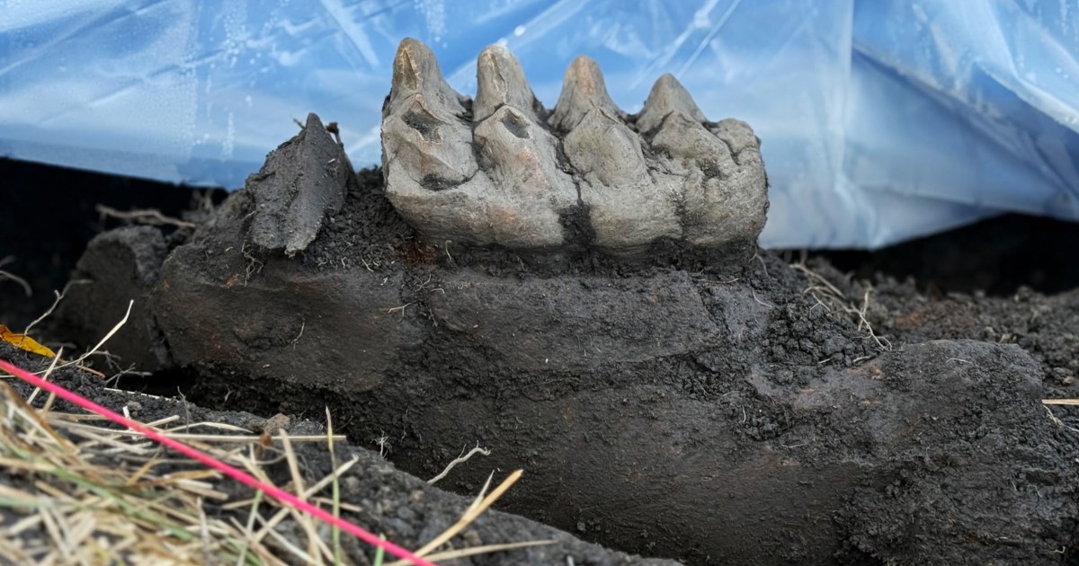 Complete mastodon jaw fossil found in New York backyard