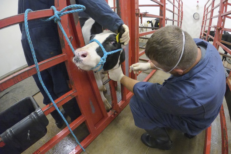 A caretaker collects a blood sample from a dairy calf vaccinated against bird flu at the National Animal Disease Center research facility in Ames, Iowa, on July 31.