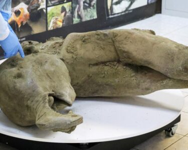 FILE PHOTO: Remains of a well-preserved baby mammoth discovered in Siberian permafrost