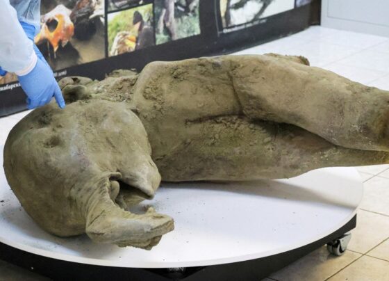 FILE PHOTO: Remains of a well-preserved baby mammoth discovered in Siberian permafrost