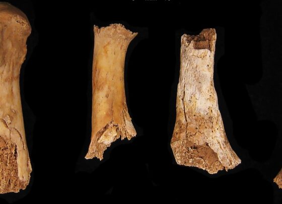 Bronze age Britons were cannibalized after an 'exceptionally violent' attack