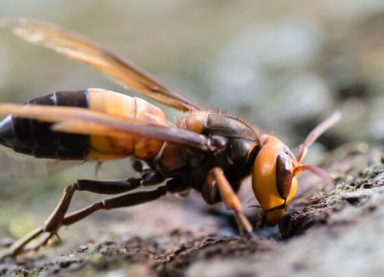 Invasive 'murder hornets' found in Europe for the first time