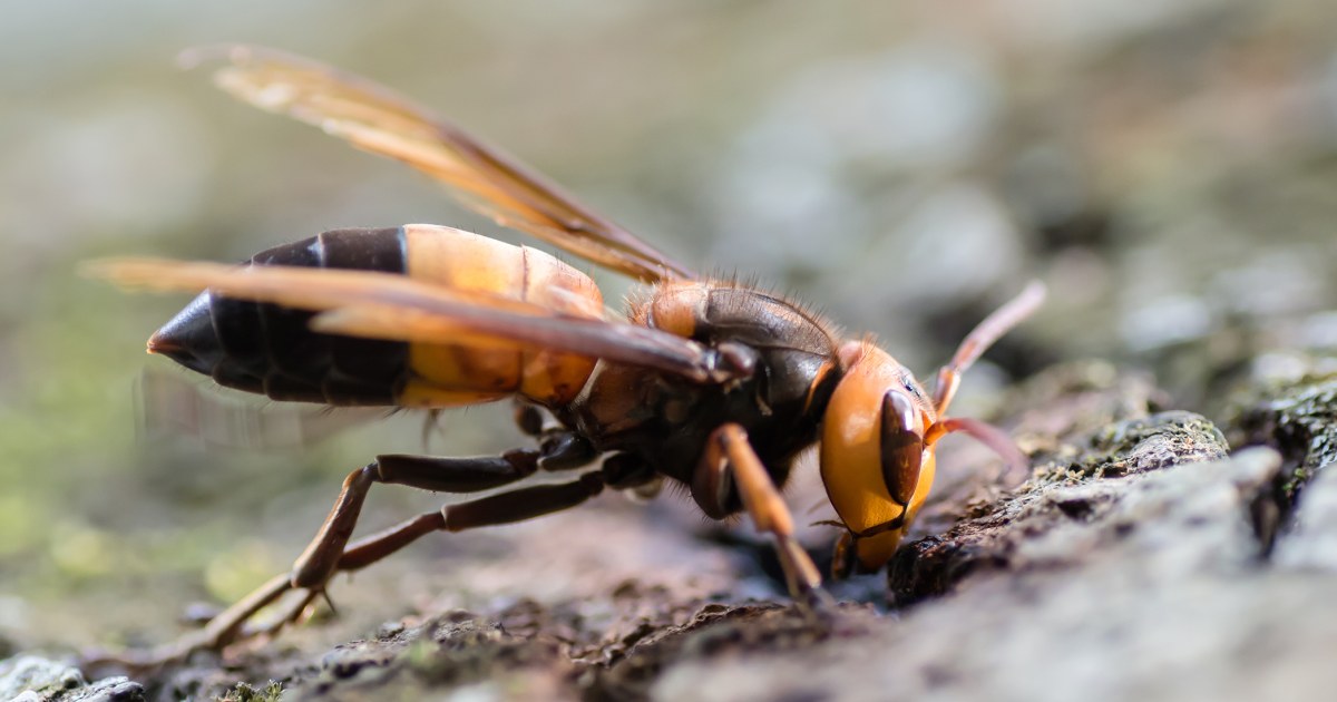 Invasive ‘murder hornets’ found in Europe for the first time