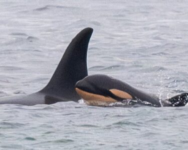 Orca who carried her dead newborn 1,000 miles gives birth to another new calf