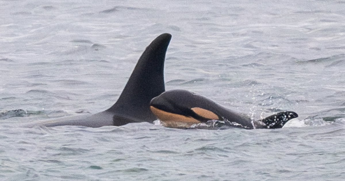 Orca who carried her dead newborn 1,000 miles gives birth to another new calf