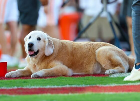 President Biden honors Kirk Herbstreit’s late, football-loving dog Ben in heartfelt letter | CNN