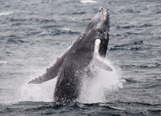 Whale breaks record, swimming across three oceans in search of new breeding ground