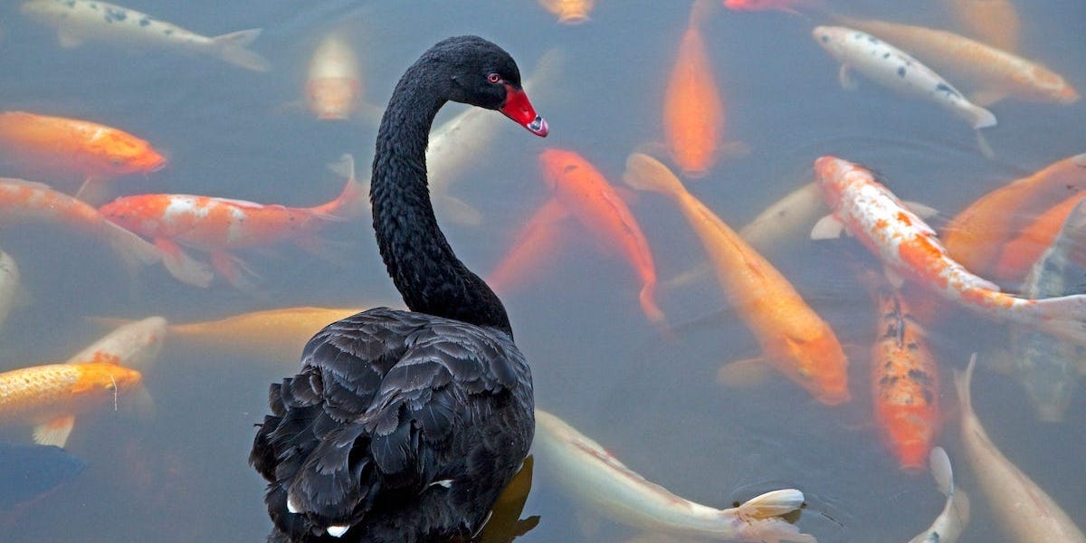 5 black swan events that could surprise the market this year