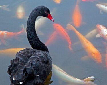 5 black swan events that could surprise the market this year