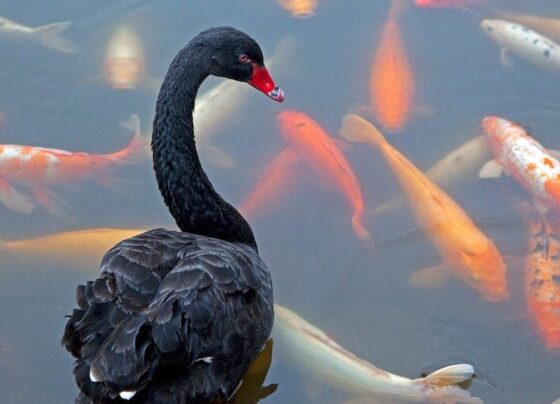 5 black swan events that could surprise the market this year