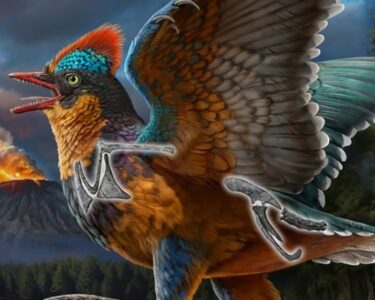 Chinese fossil of a Jurassic bird rewrites history of avian evolution