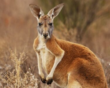 Kangaroo embryo produced through IVF for the first time