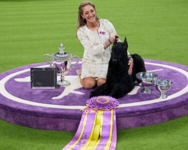 Monty the Giant Schnauzer wins Best in Show at the Westminster Kennel Club Dog Show | CNN